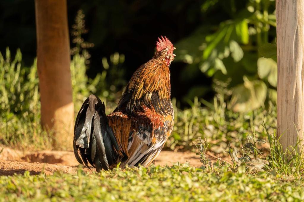 Pousada Campestre Vila Tiradentes Kültér fotó